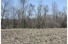 Property photo 5 - 200+/- Acre Land Auction in Gibson County, Indiana